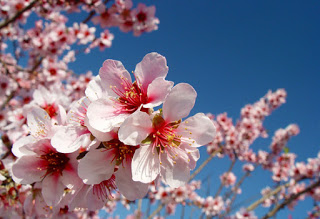 bloemen costa blanca
