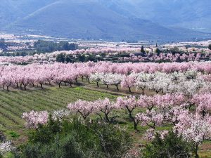 Jalon Vallei - Costa Blanca